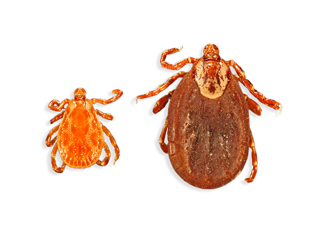 American Dog Ticks