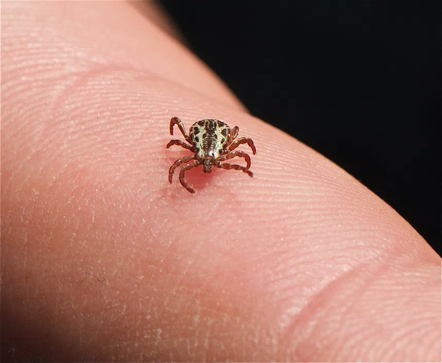American Dog Ticks