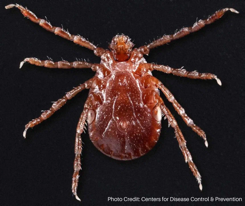 Asian Longhorned Ticks