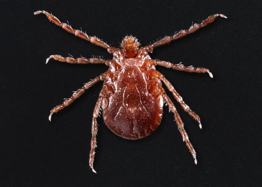 Asian Longhorned Ticks