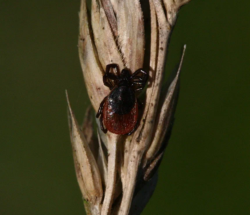 Blacklegged (Deer) Ticks