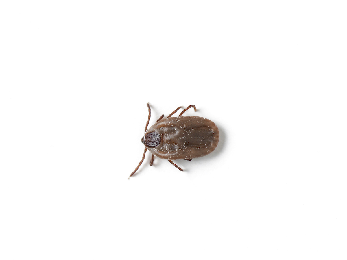 Brown Dog Ticks