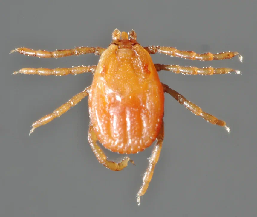 Brown Dog Ticks
