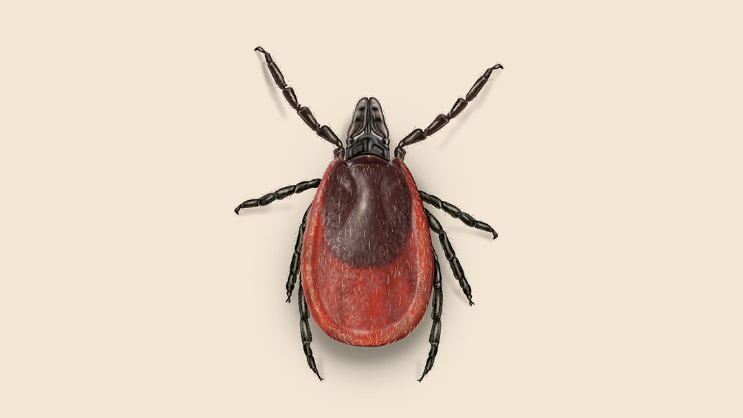 Deer Tick Facts & Information