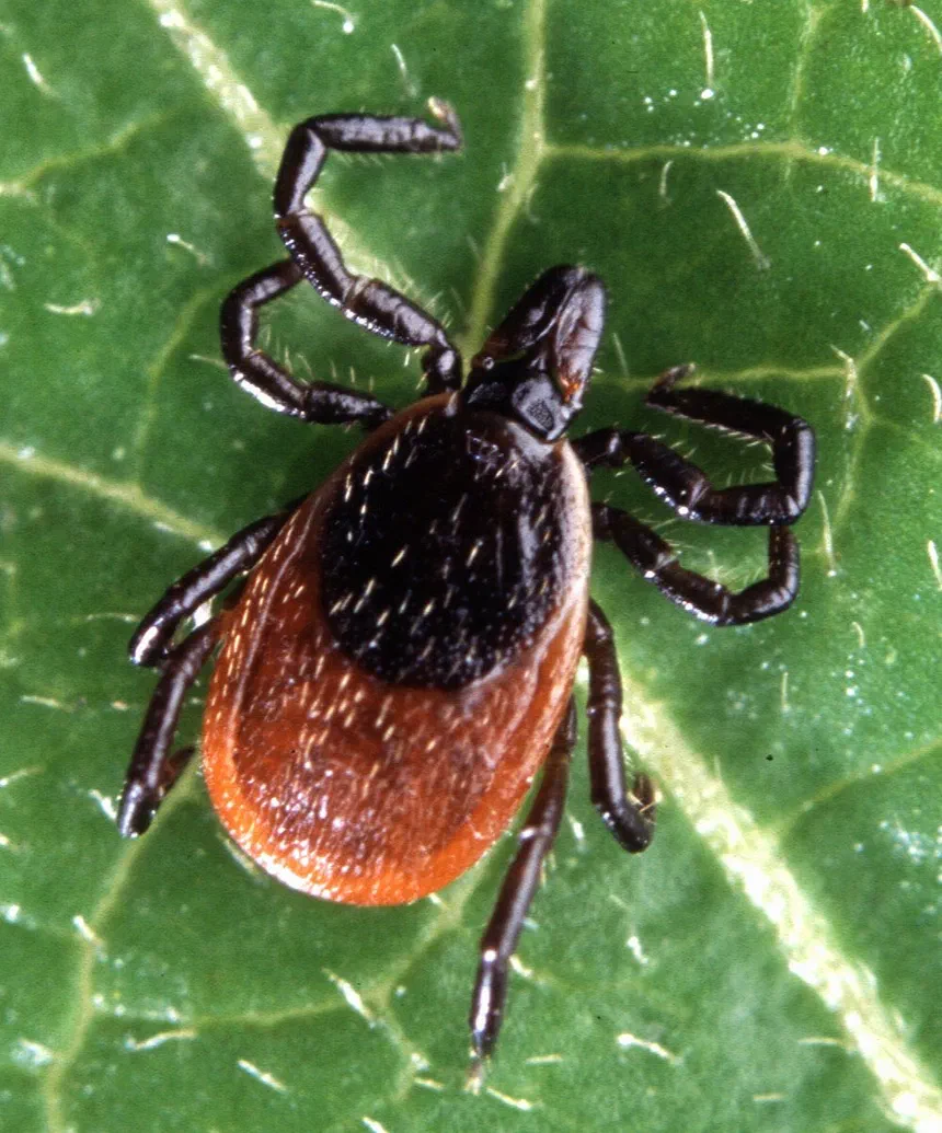 Deer Tick Facts & Information