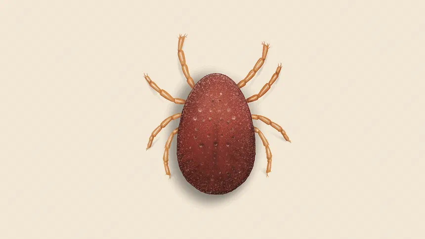 Fowl Tick Facts & Information