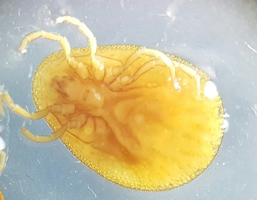 Fowl Tick Facts & Information