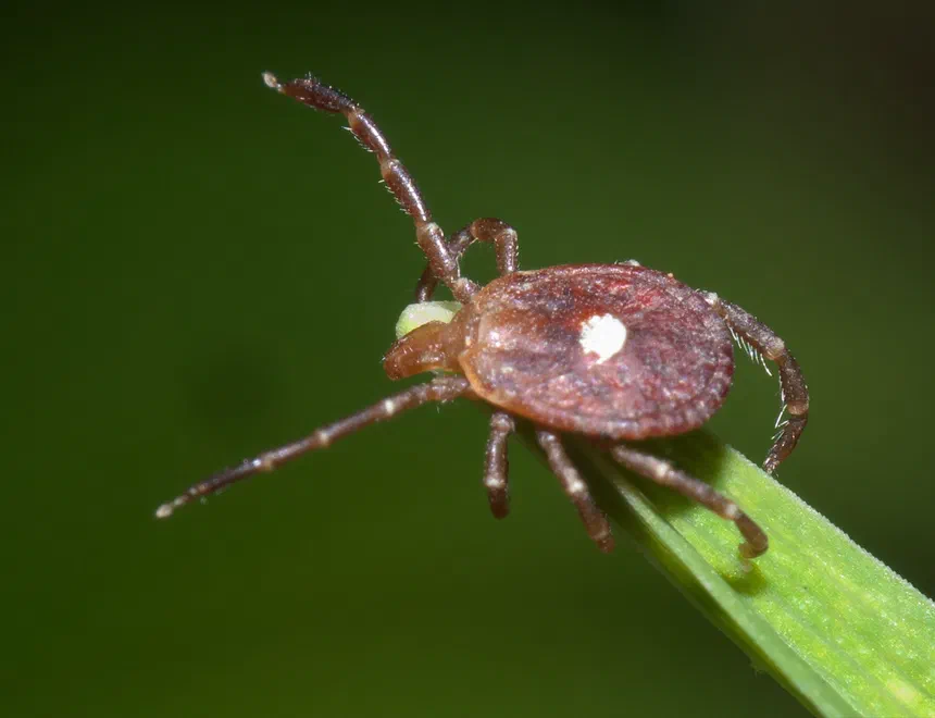 Lone Star Ticks