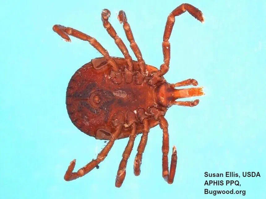 Lone Star Ticks Amblyomma americanum (Linnaeus)