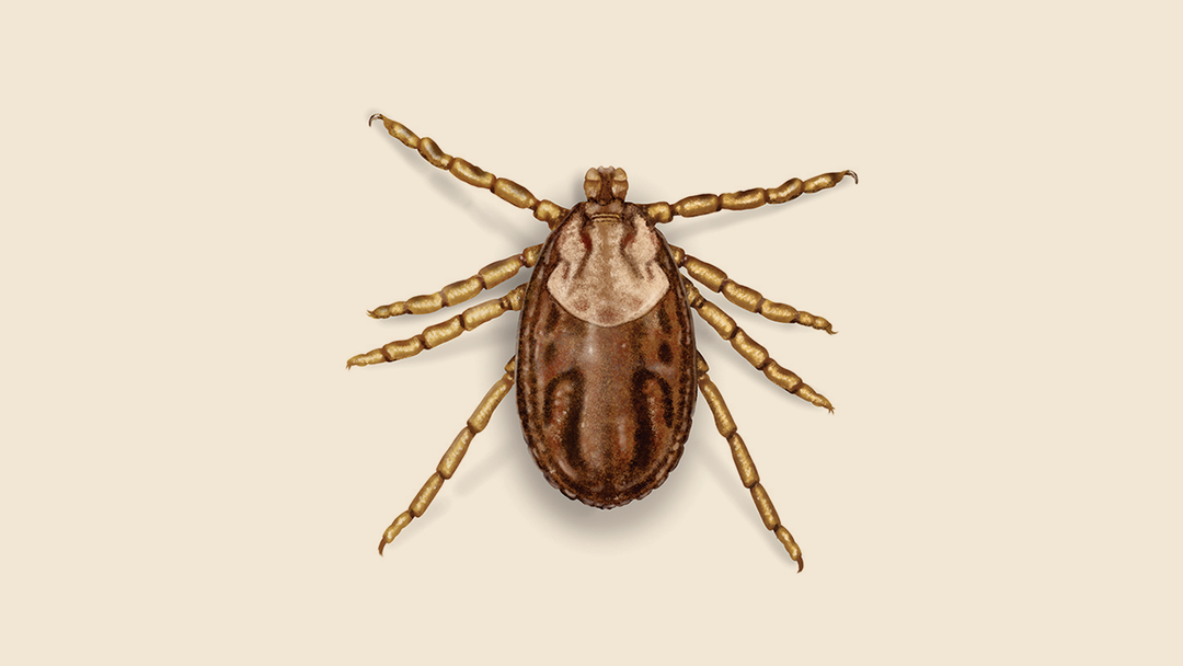 Moose Tick Facts & Information