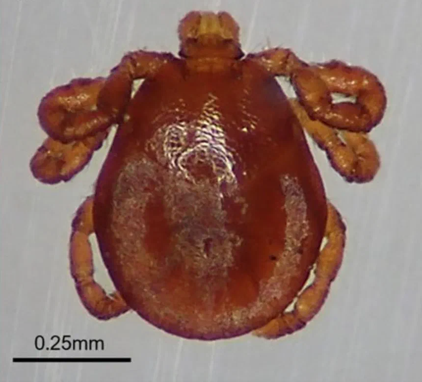 Moose Tick Facts & Information