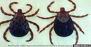 Rocky Mountain Wood Ticks Dermacentor andersoni Stiles