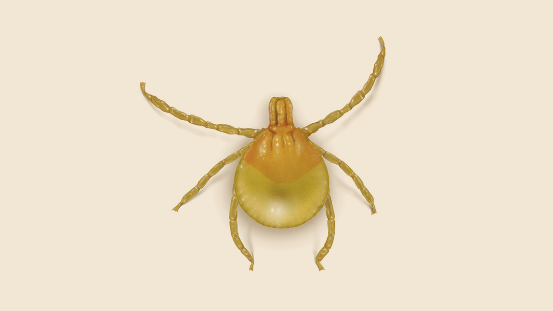 Seed Tick Facts & Information