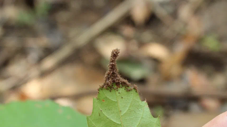 Seed Tick Facts & Information