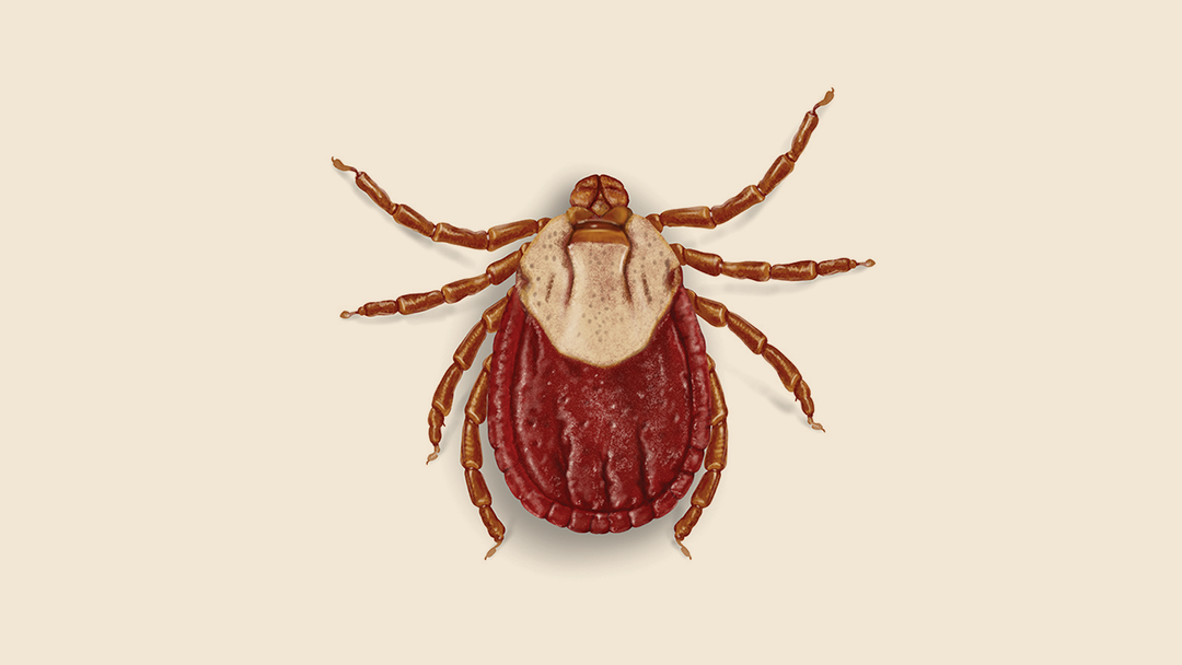 Wood Tick Facts & Information