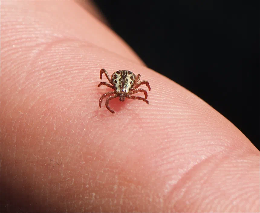 Wood Tick Facts & Information