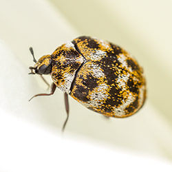 Carpet Beetles
