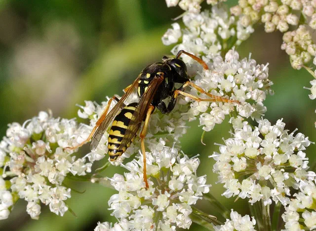 Wasps