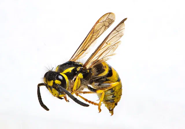 Wasps