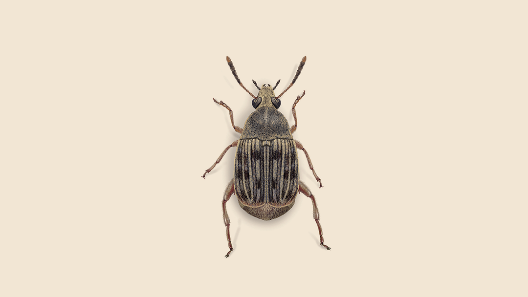 Bean Weevil Facts & Information