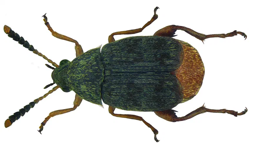 Bean Weevil Facts & Information