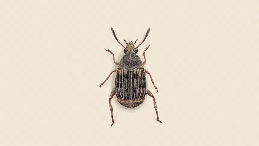 Bean Weevil Facts & Information