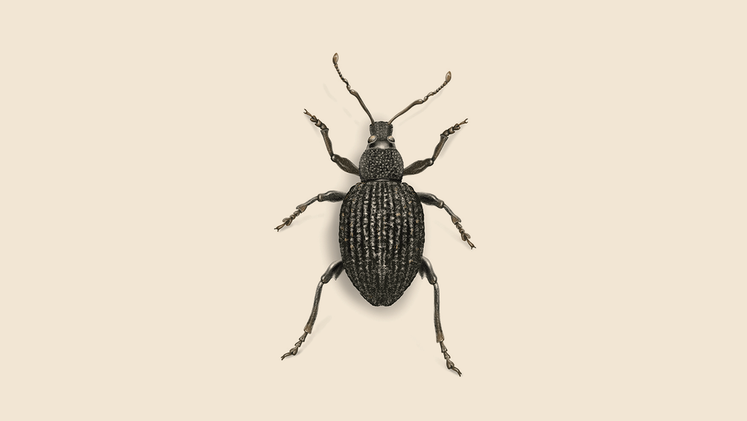 Black Vine Weevil Facts & Information