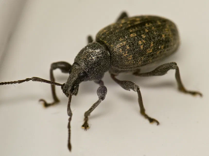 Black Vine Weevil Facts & Information