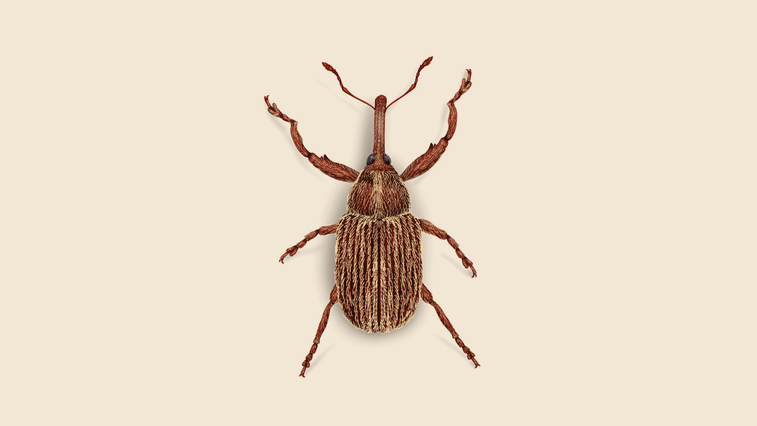 Boll Weevil Facts & Information