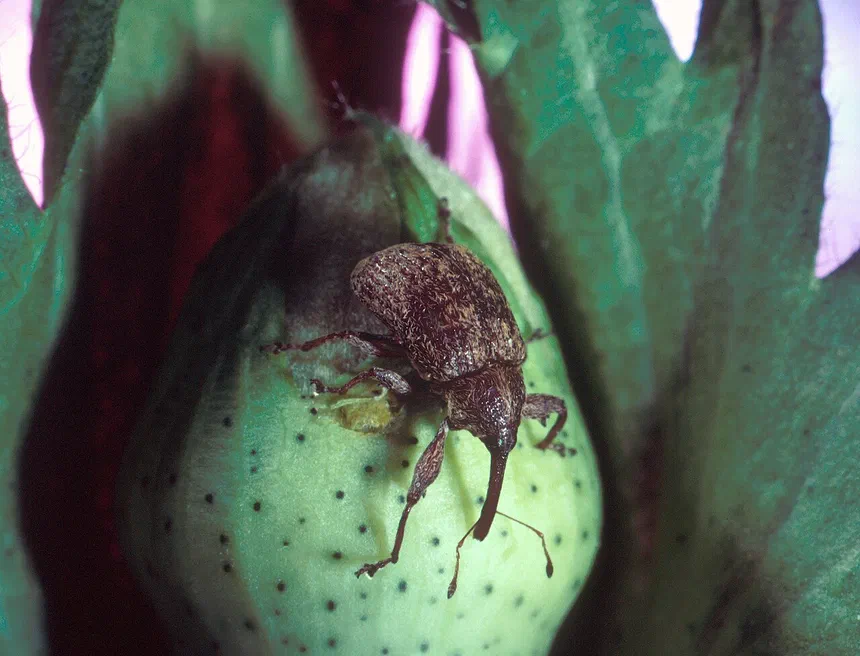 Boll Weevil Facts & Information
