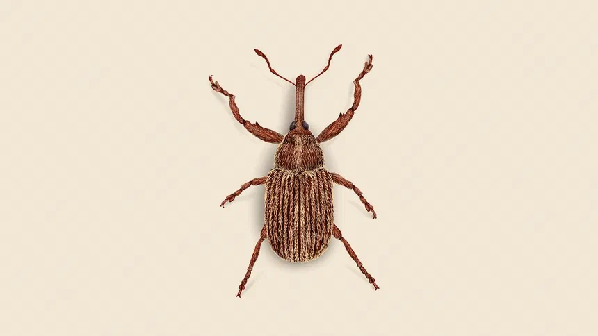 Boll Weevil Facts & Information