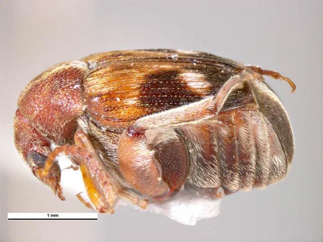 Cowpea Weevil Facts & Information