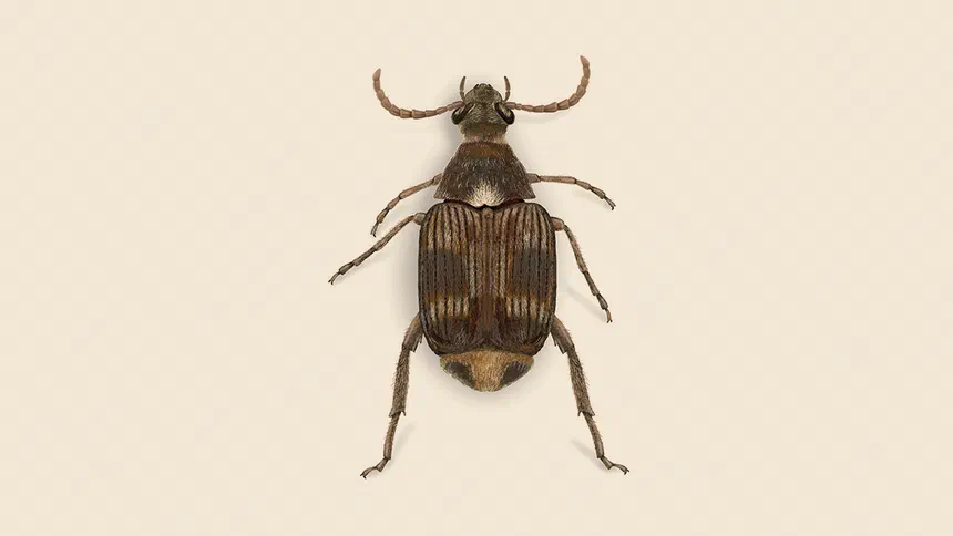 Cowpea Weevil Facts & Information