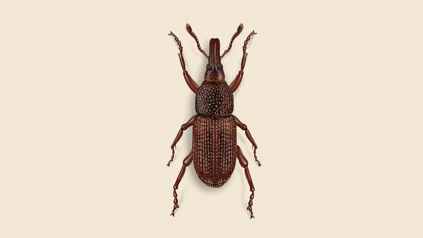 Granary Weevil Facts & Information