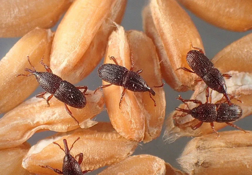 Granary Weevil Facts & Information