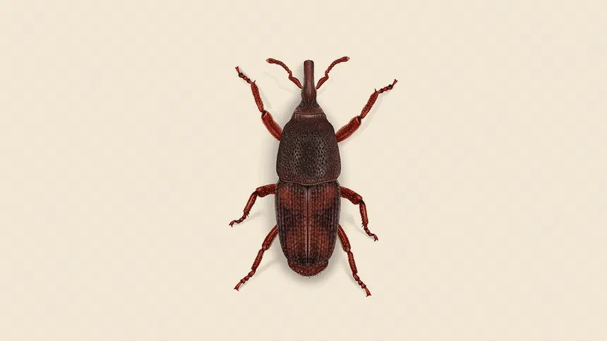 Rice Weevil Facts & Information