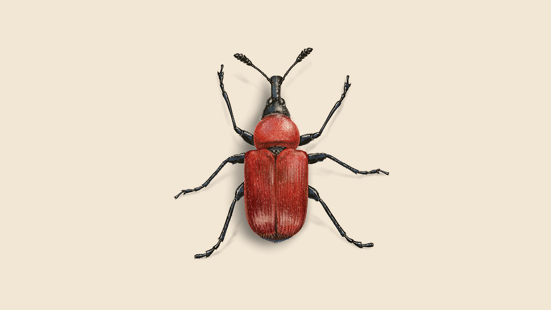 Rose Weevil Facts & Information