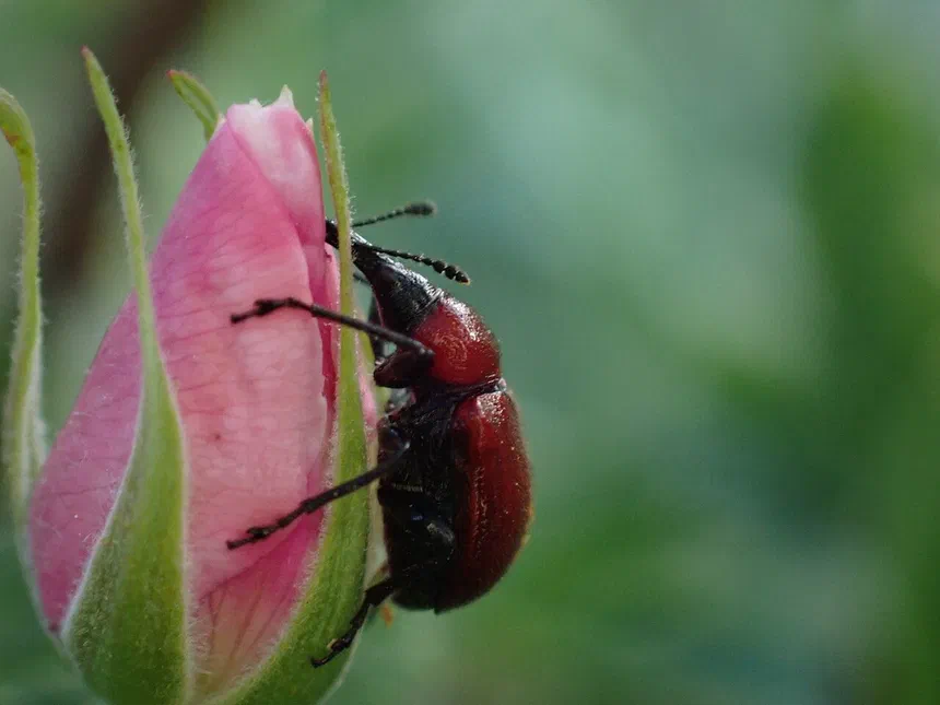 Rose Weevil Facts & Information