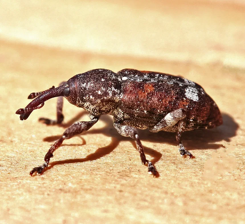 White Pine Weevil Facts & Information