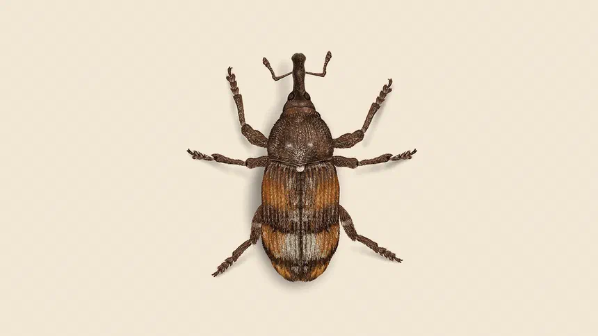 White Pine Weevil Facts & Information