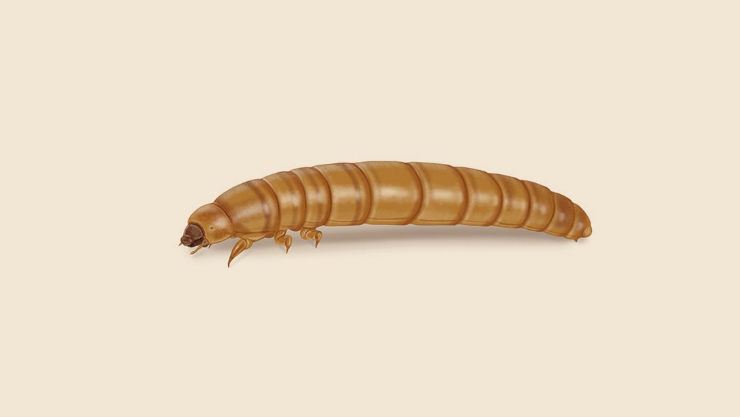 Yellow Mealworm Facts & Information