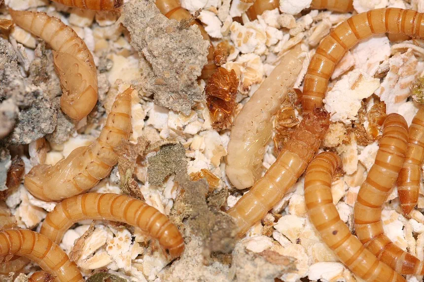 Yellow Mealworm Facts & Information