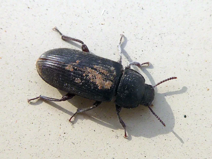 Mealworm Beetle Life Cycle