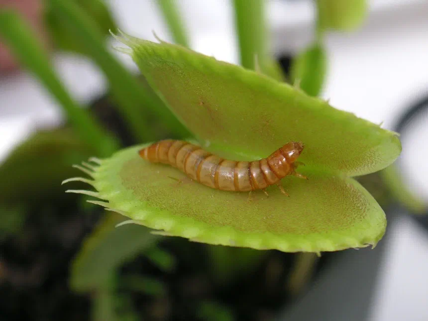Mealworm Beetle Life Cycle