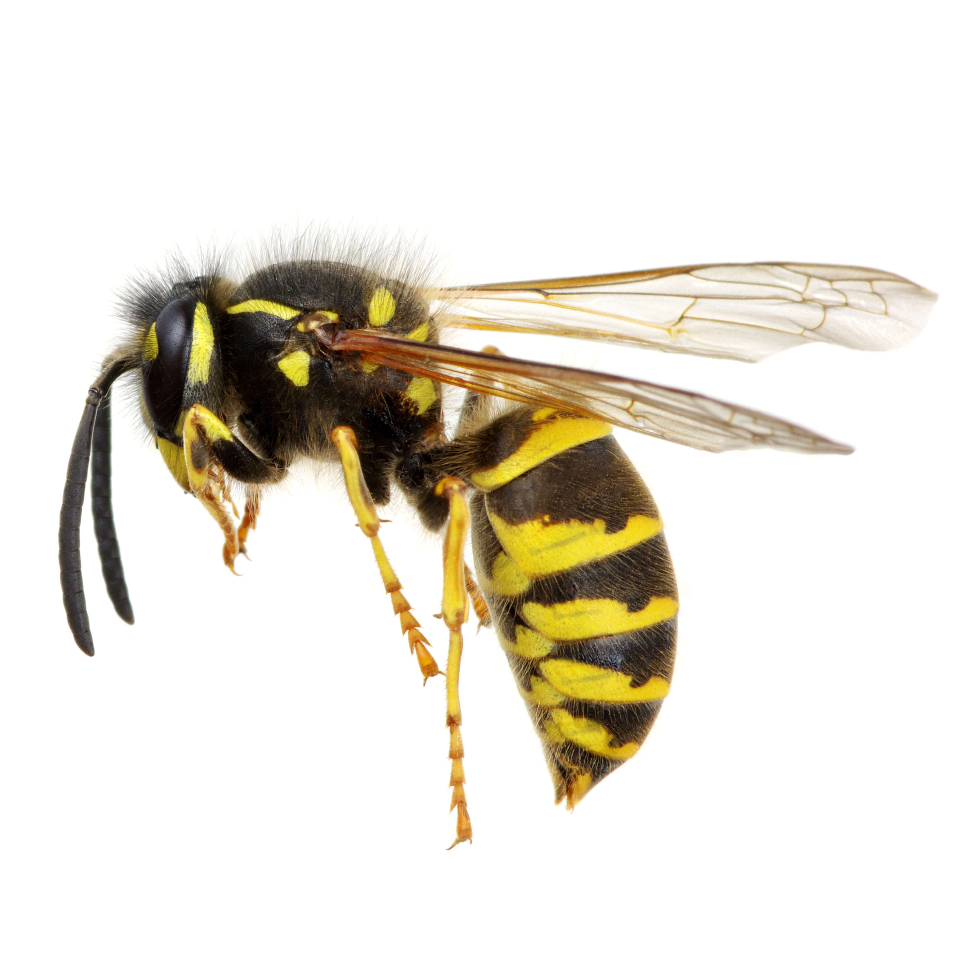 Wasps